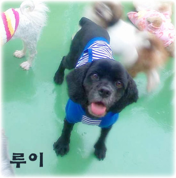 코카 이미지