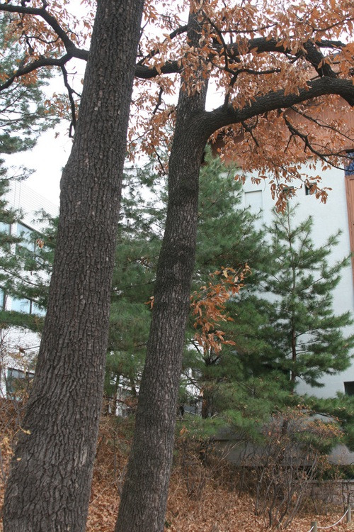 상수리 이미지